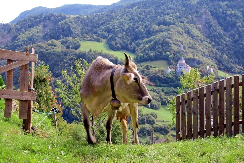 Ländliches Ambiente auf dem Ferienbauernhof in Südtirol